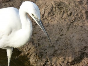 67 51 Aigrette garzette