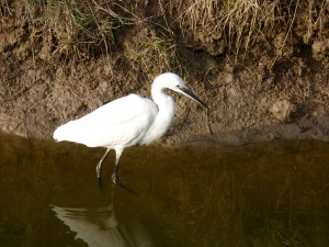 67 52 Aigrette garzette