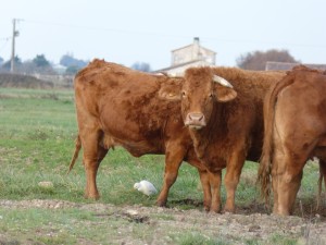 67 54 Héron garde-boeuf