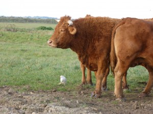 67 56 Héron garde-boeuf