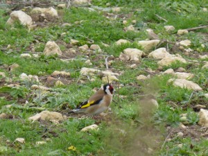 67 84 Chardonnerets élégants