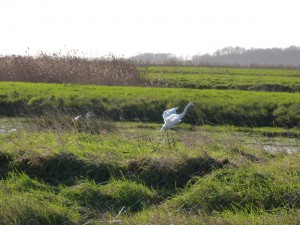 68 01 Cygne tuberculé