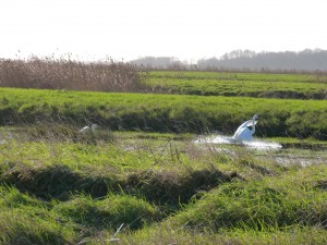 68 02 Cygne tuberculé