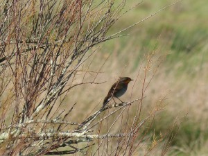 68 04 Rougegorge familier