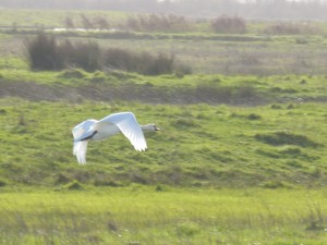 68 11 Cygne tuberculé