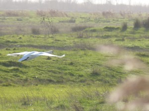 68 12 Cygne tuberculé