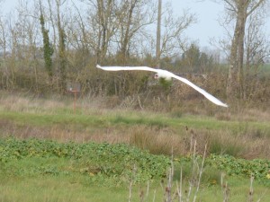 68 15 Cygne tuberculé