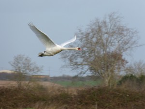 68 16 Cygne tuberculé