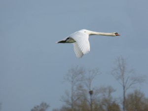 68 17 Cygne tuberculé