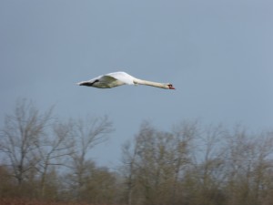 68 18 Cygne tuberculé