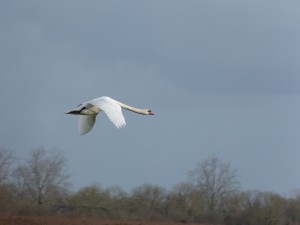 68 19 Cygne tuberculé