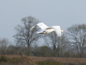 68 20 Cygne tuberculé