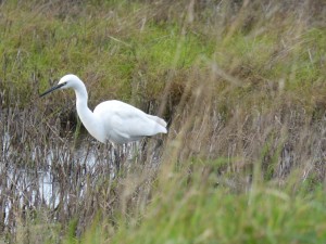 68 29 Aigrette garzette