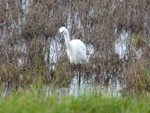 68 30 Aigrette garzette