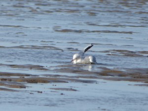 69 23 Mouette rieuse