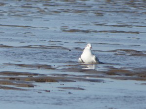 69 24 Mouette rieuse