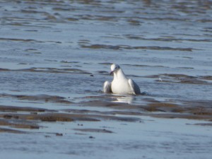 69 25 Mouette rieuse