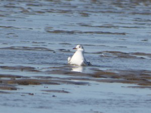 69 26 Mouette rieuse