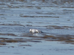 69 27 Mouette rieuse