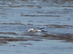 69 28 Mouette rieuse