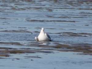 69 29 Mouette rieuse