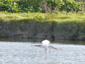 69 33 Un goéland