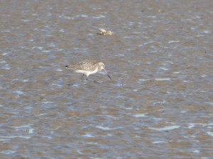 69 64 Barge rousse