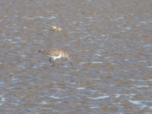 69 65 Barge rousse