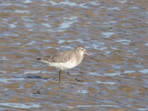 69 66 Barge rousse