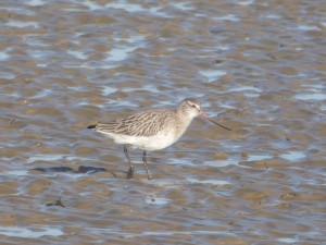 69 67 Barge rousse