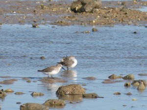 69 68 Bécasseau variable