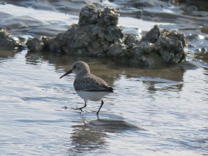 69 78 Bécasseau variable