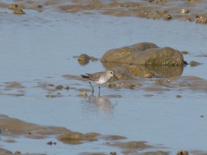 69 79 Bécasseau variable