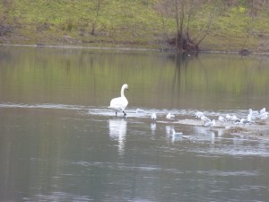 71 13 Cygne tuberculé