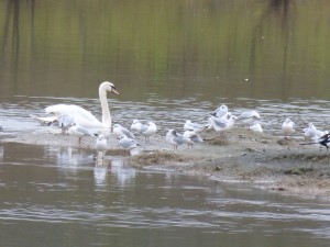 71 14 Cygne tuberculé