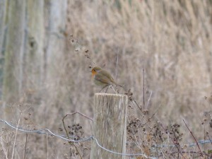 71 44 Rougegorge familier