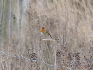 71 45 Rougegorge familier