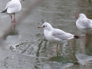 71 50 Mouettes rieuses