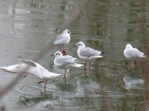 71 53 Mouettes rieuses