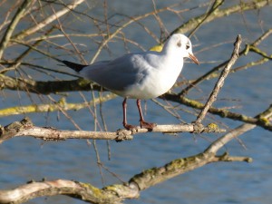 72 13 Mouette rieuse