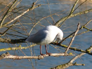 72 15 Mouette rieuse
