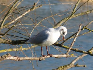 72 16 Mouette rieuse