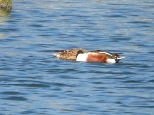 72 23 Canard souchet