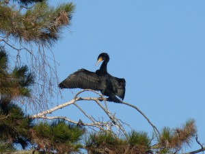 72 30 Grand cormoran