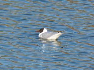 72 31 Mouette rieuse