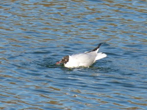 72 32 Mouette rieuse