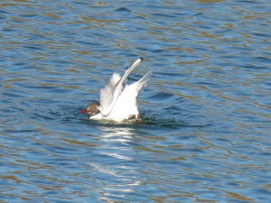 72 33 Mouette rieuse