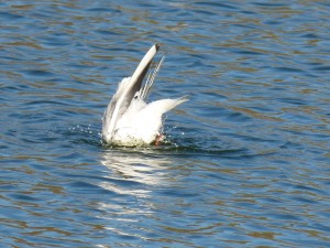 72 34 Mouette rieuse