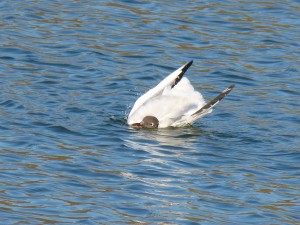 72 35 Mouette rieuse