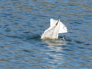 72 36 Mouette rieuse